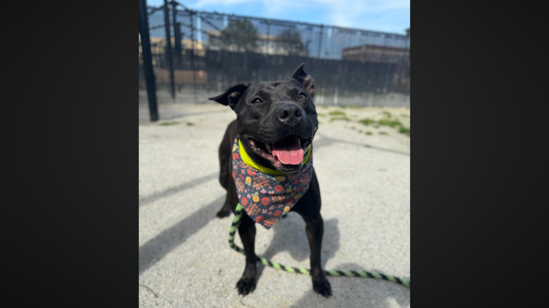 Meet Kculli, Bennett's PSPCA Pet of the Week
