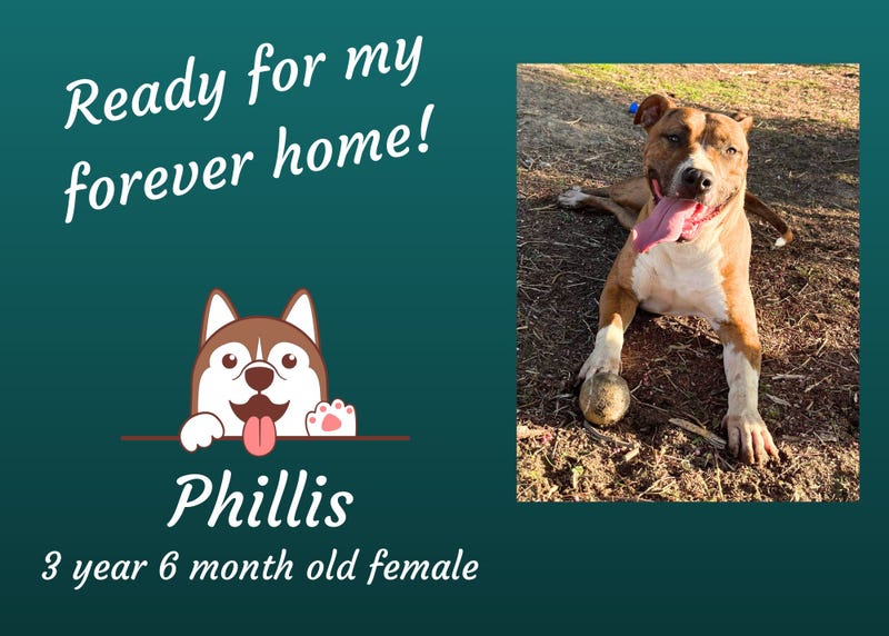 Phillis, a three and a year old medium mixed breed brown and white dog