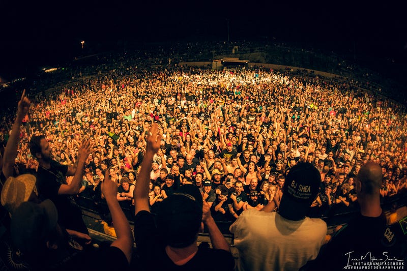 Pain in the Grass 2013