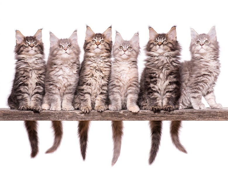 6 kittens