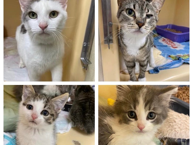 adoptable kittens