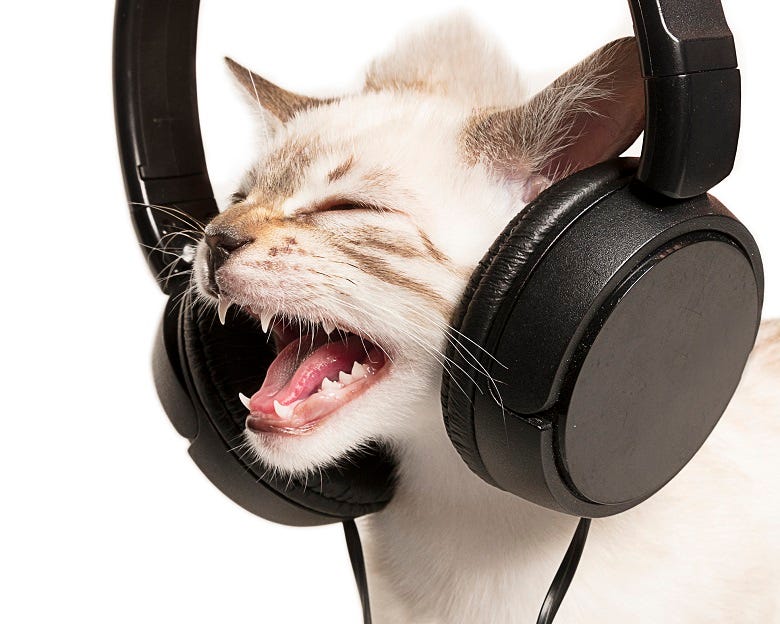 cat with headphones