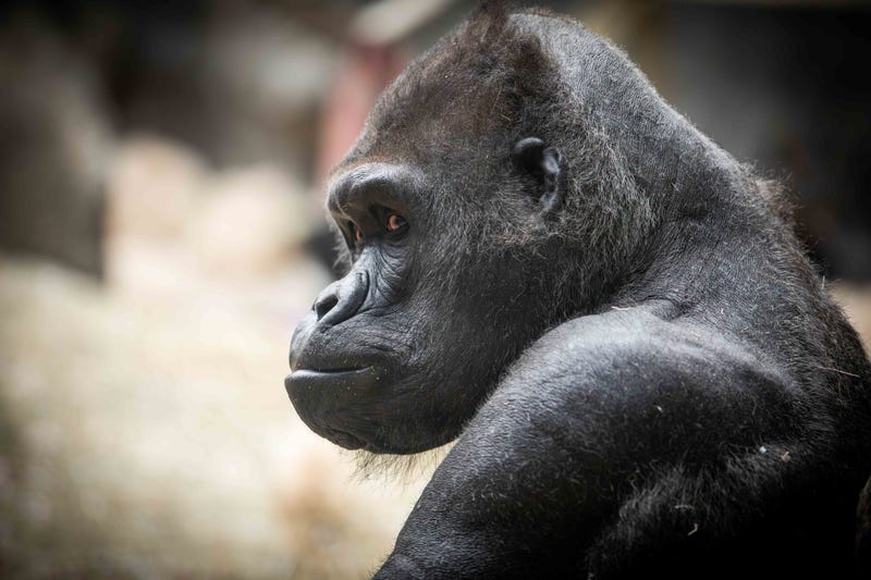 Koga, a beloved gorilla at the Buffalo Zoo, died at on Wednesday. He was 36.