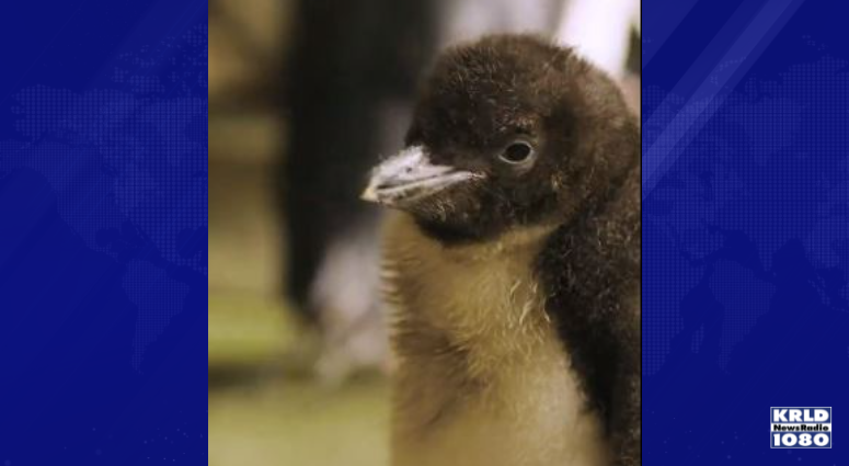 Rockhopper Penguin chick