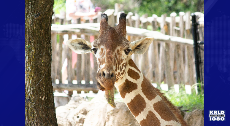 Dallas Zoo
