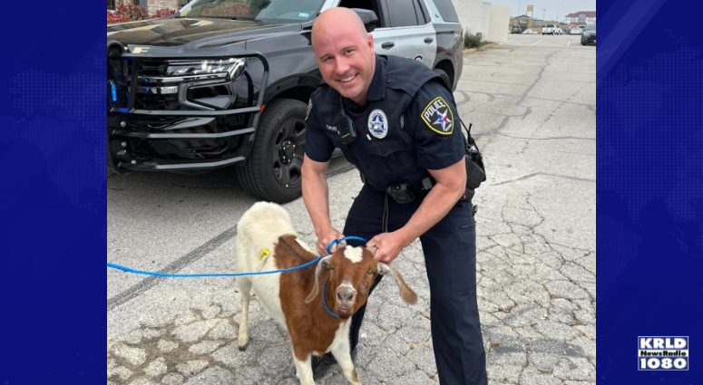 Goat on the loose