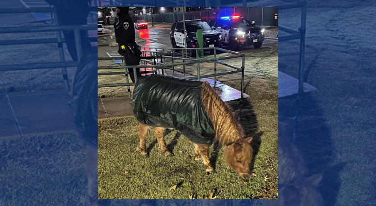 Arlington PD