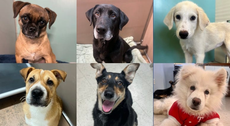 Humane Society