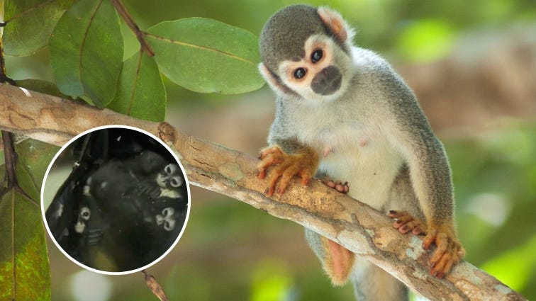 Texas Border Patrol agents arrest teen migrant carrying backpack filled with seven spider monkeys