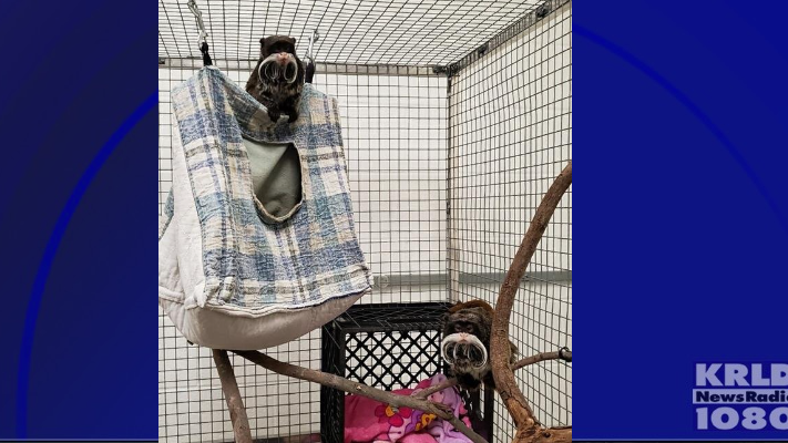 Dallas Zoo: Emperor tamarin monkeys located in abandoned home show 'no signs of injury'
