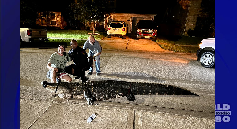 Massive alligator caught in Texas driveway