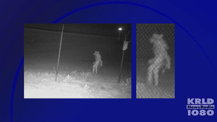 Bigfoot? Coyote? Amarillo Zoo needs help identifying mystery object