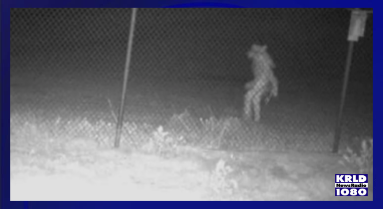 'Mysterious figure' spotted at Amarillo Zoo