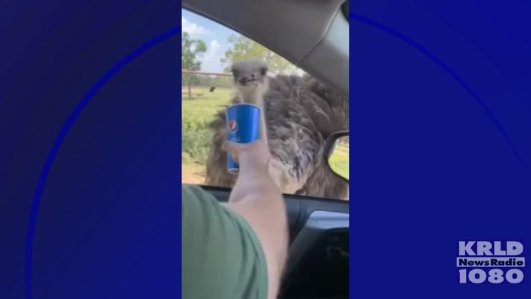 WATCH: North Texas teacher's personal encounter with a real Longhorn