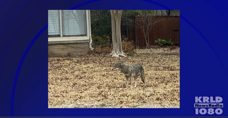 COYOTES