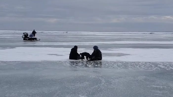 Rescue effort saves dog found seven miles offshore on iced over Saginaw Bay [VIDEO]