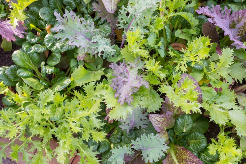 kale and greens