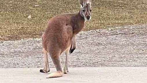 Michigan woman surprised to see kangaroo hopping up and down her driveway [VIDEO]