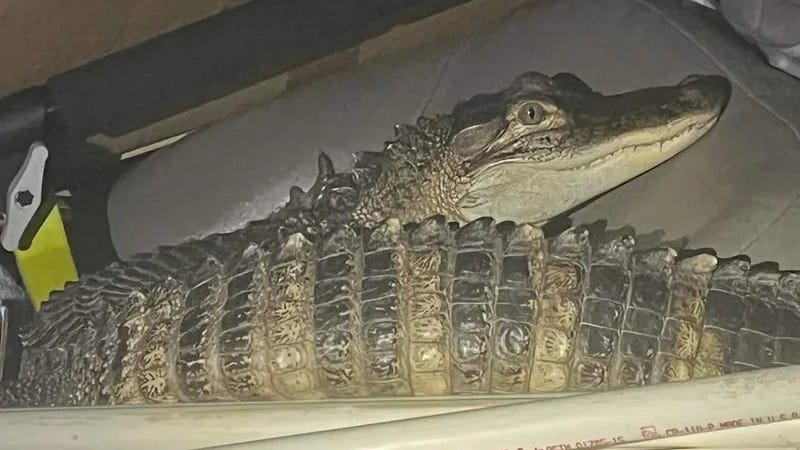 'She is literally like my child:' Oakland County man pleads for reunion with pet alligator 'Karen' held in Northern Michigan