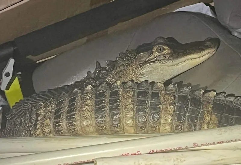 A 39-year-old man is pleading with authorities after a run-in with the law in northern Michigan led to his pet alligator being turned over to an exotic animal rescue.