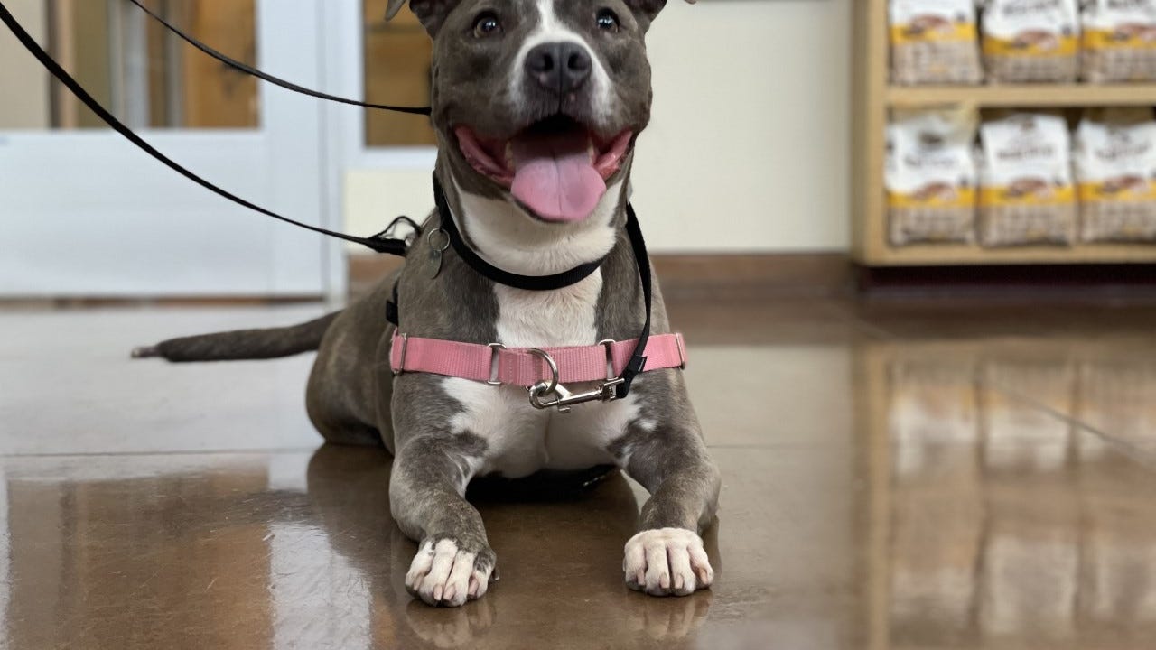 Pet of the Week: Katara, a 5-year-old American Staffordshire Terrier mix who embraces the chill life