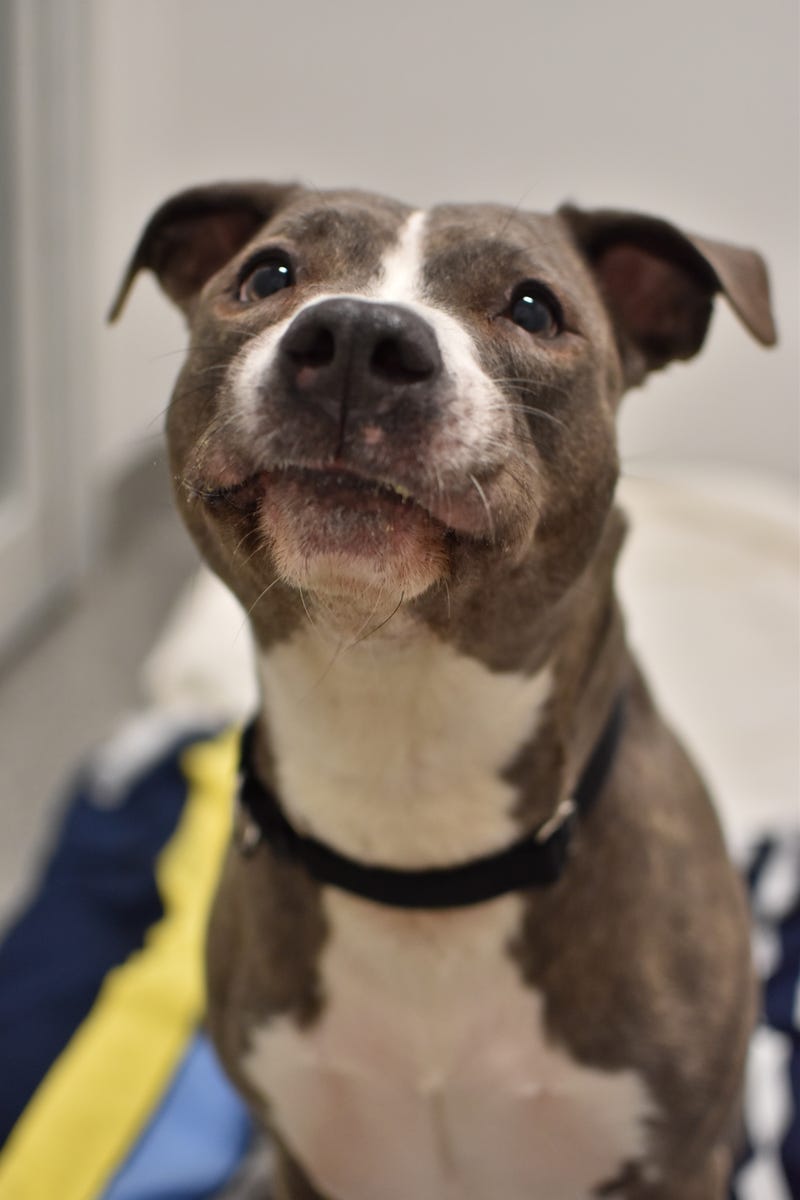 Katara is a 5-year-old American Staffordshire Terrier mix. She weighs 66.8 pounds.