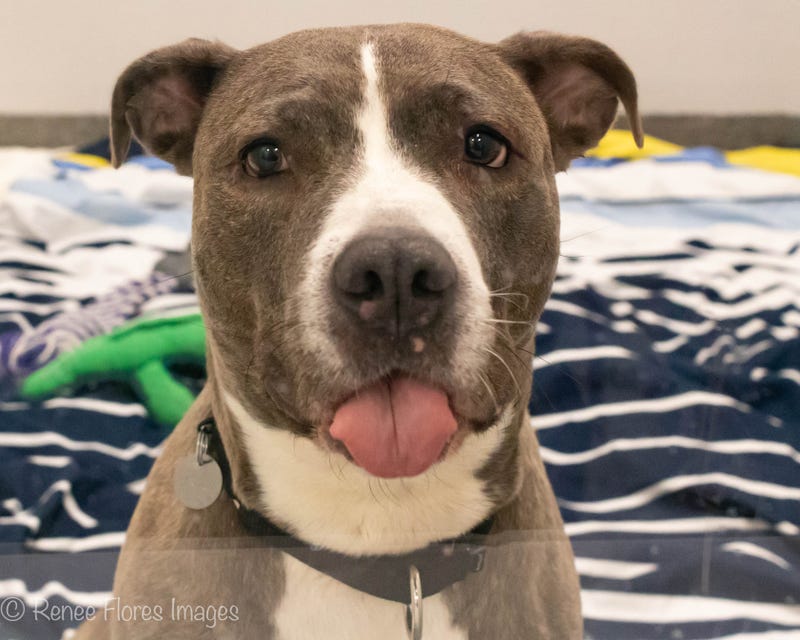 Katara, a 5-year-old, 66 pound American Staffordshire Terrier mix, who embraces the chill life.
