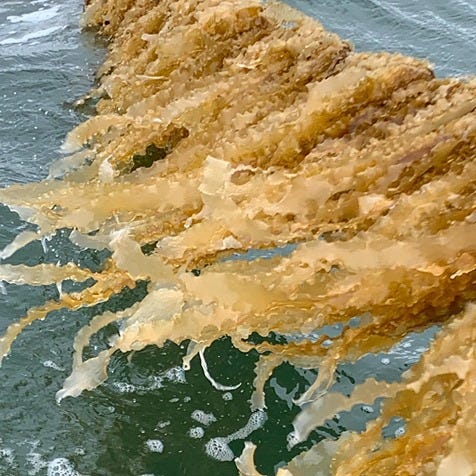 Kelp on shore
