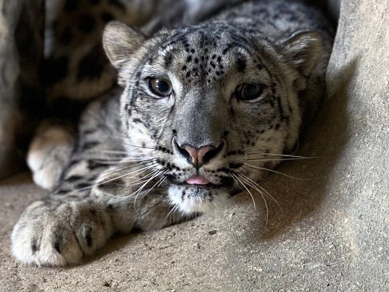 Kennedi, a new snow leopard to debut at Lincoln Park Zoo