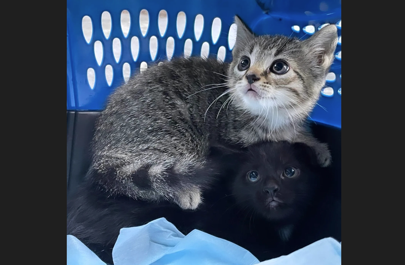 Kennywood Kittens found over Memorial Day weekend