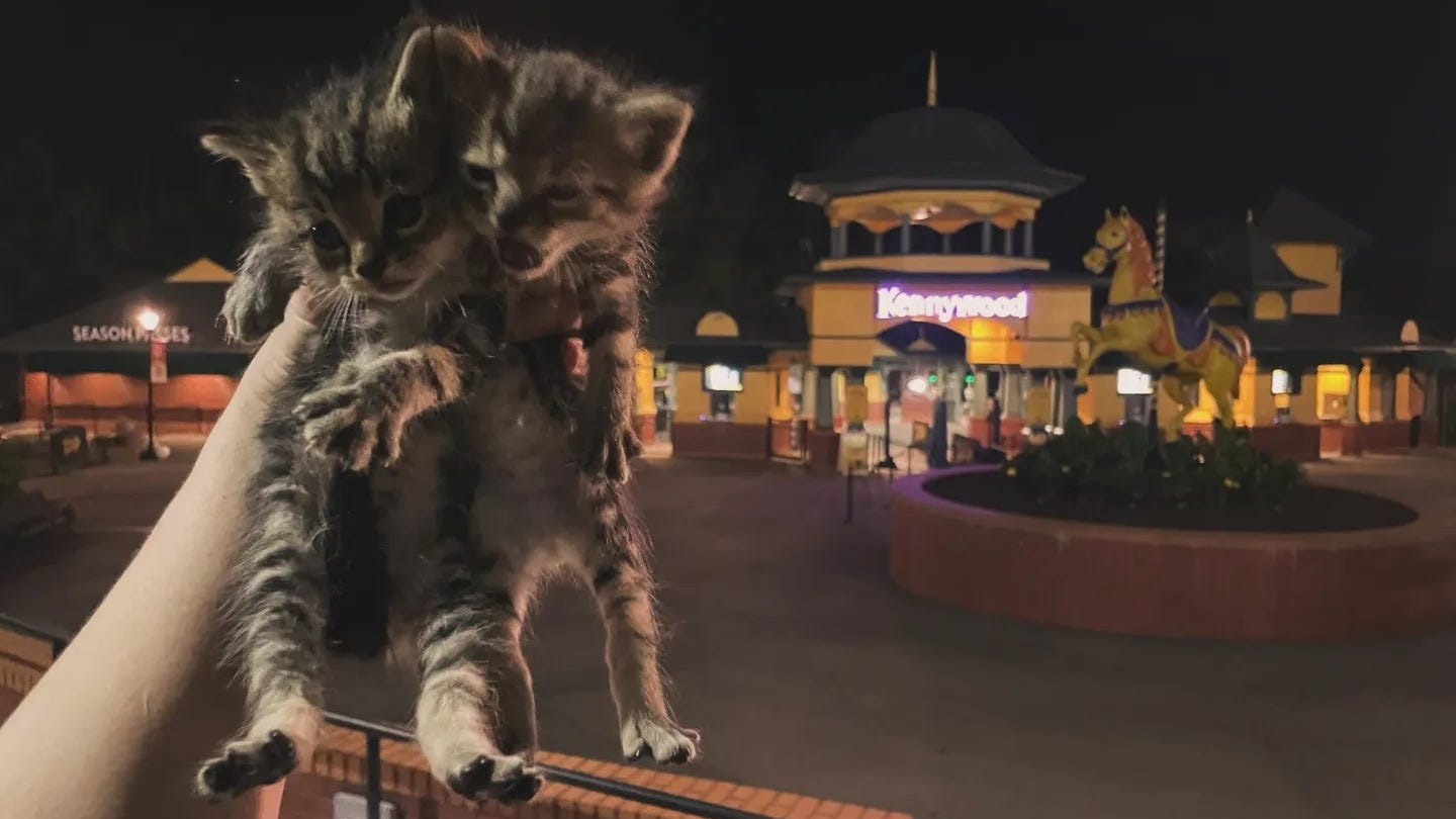 Kennywood kittens: Family of cats rescued near amusement park