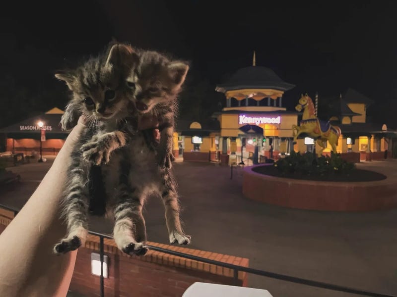 Kittens found near Kennywood