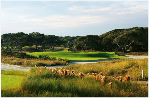 Rare find on Kiawah