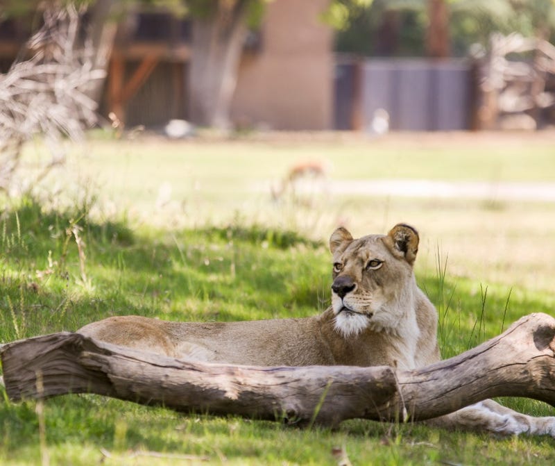 Kiki the lion