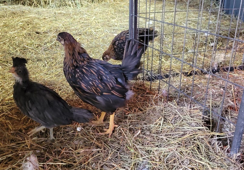 50 chickens disappear from a small farm in Hartland in Niagara County