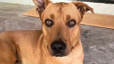 Canine Corner: King