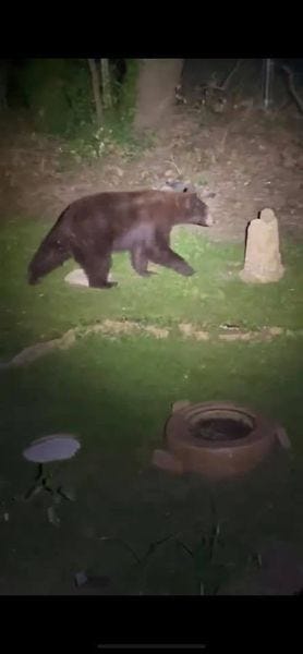 Bear in Kirkwood