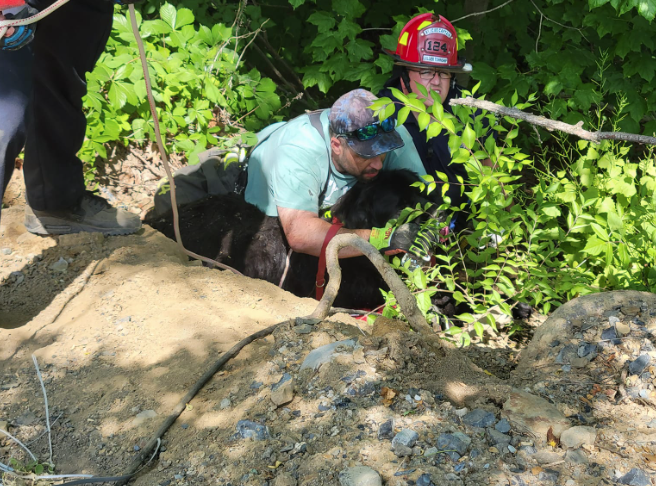 Kirwan Heights crews rescue dog that fell down hillside