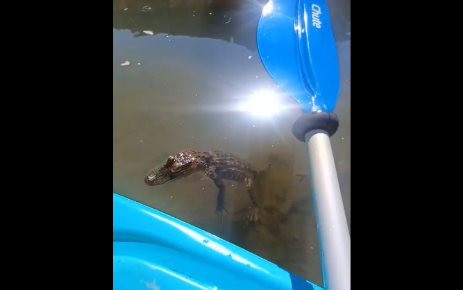 Kiski Gator