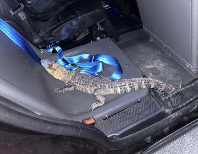 "Neo" the gator in police custody