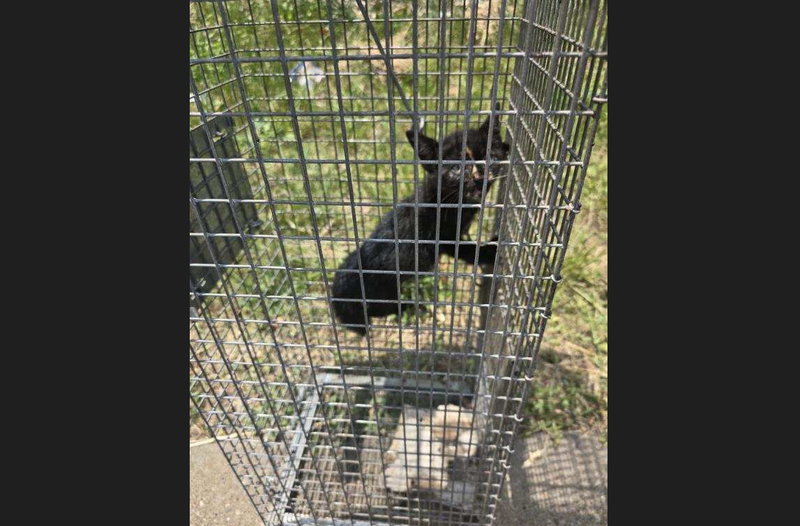 Kitten rescued in Pittsburgh
