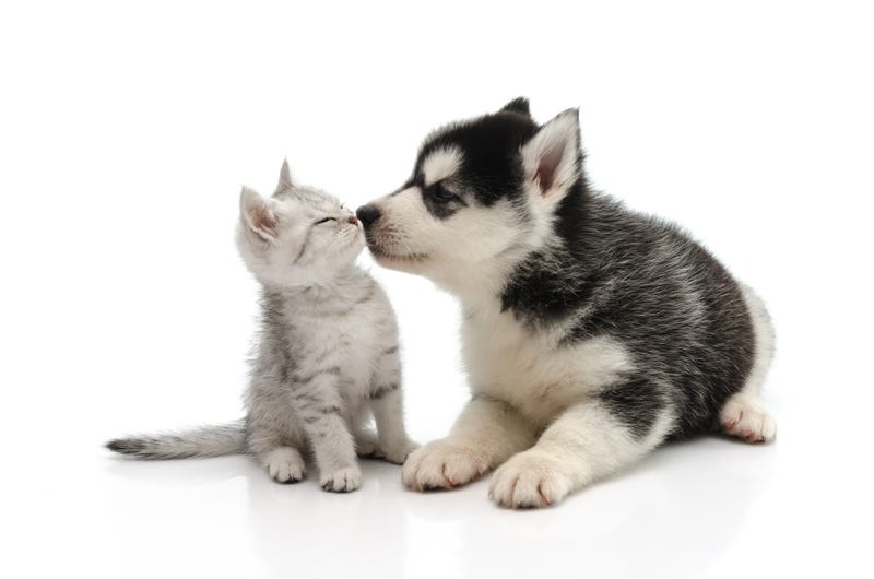 pets
