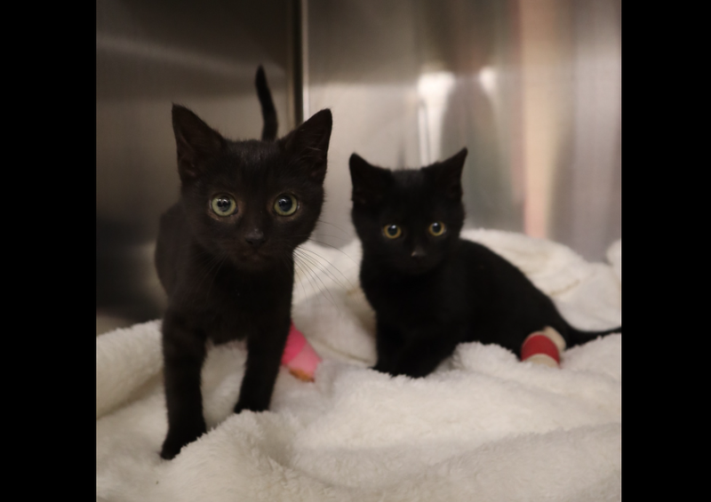Kittens at the Beaver County Humane Society
