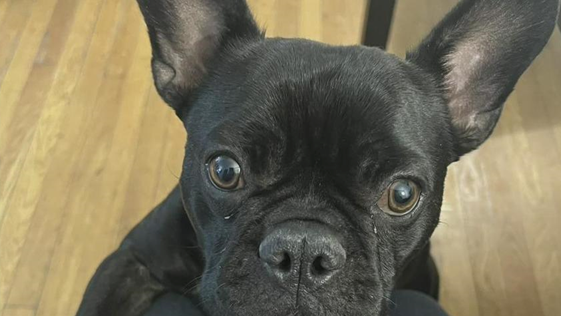 Reward offered to reunite stolen French bulldog with elderly owner