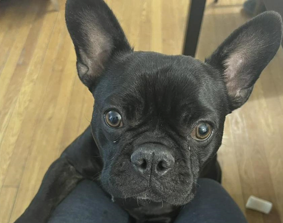 Close up of French bulldog