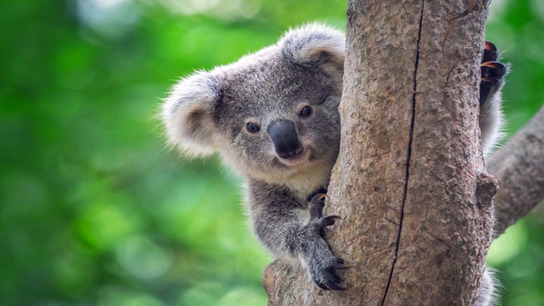 VIDEO: Australian family finds koala hanging out in their Christmas tree