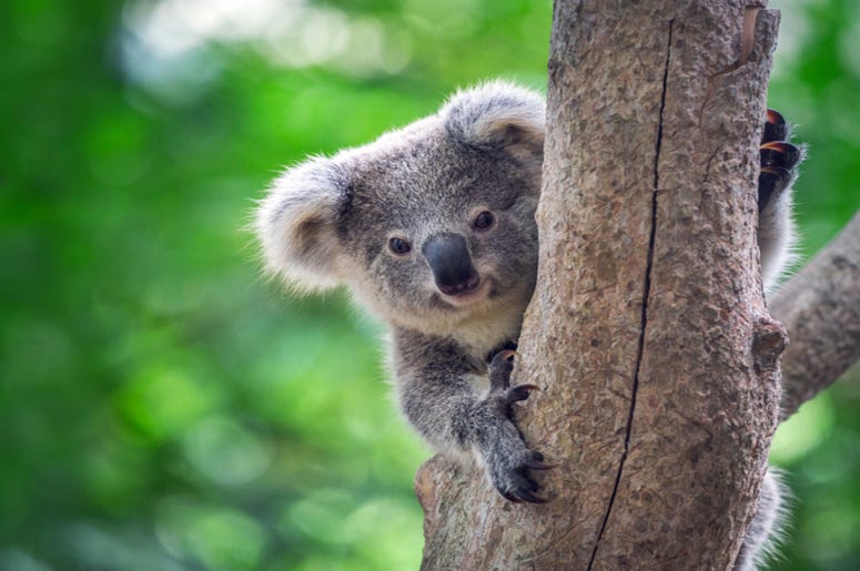 Koala