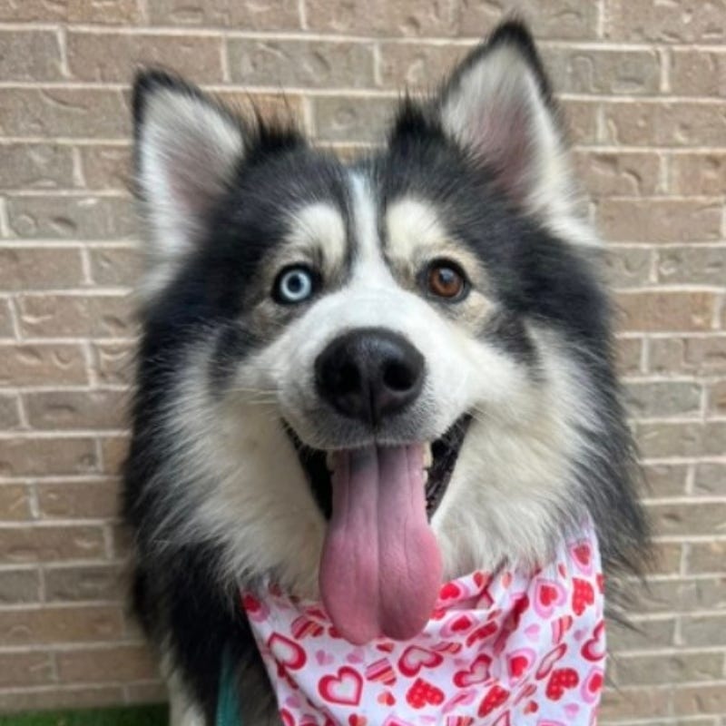 Koda @ Austin Humane Society 2/19/25