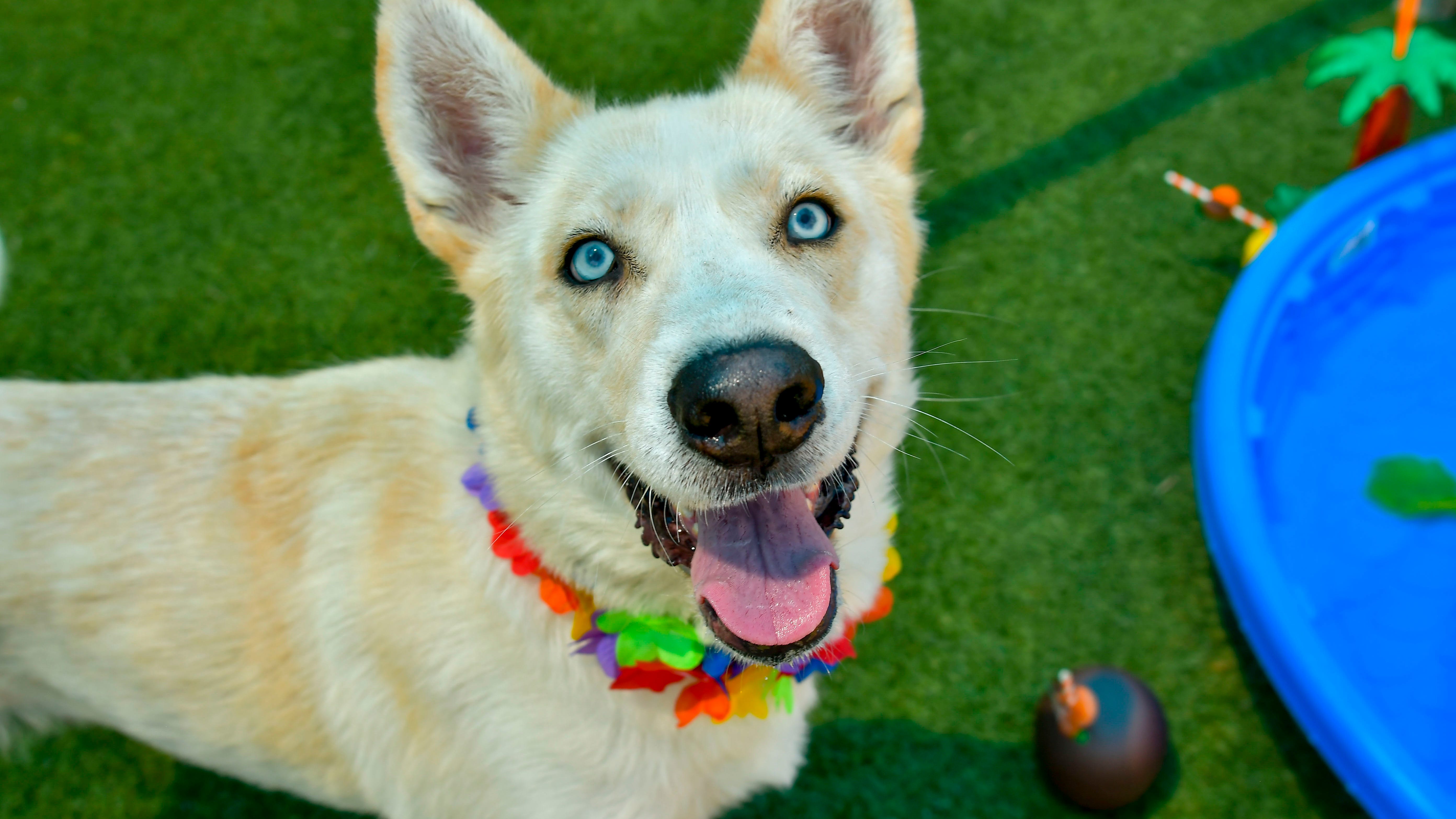 Canine Corner: Kora