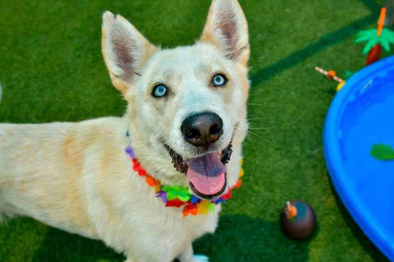 Kora #A1178398